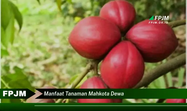 manfaat tanaman mahkota dewa