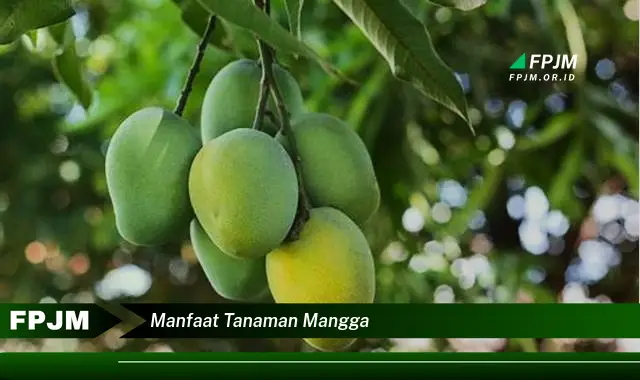 manfaat tanaman mangga