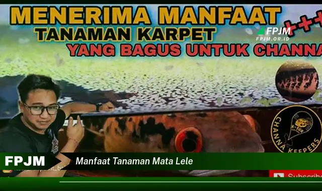 manfaat tanaman mata lele