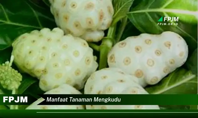 manfaat tanaman mengkudu