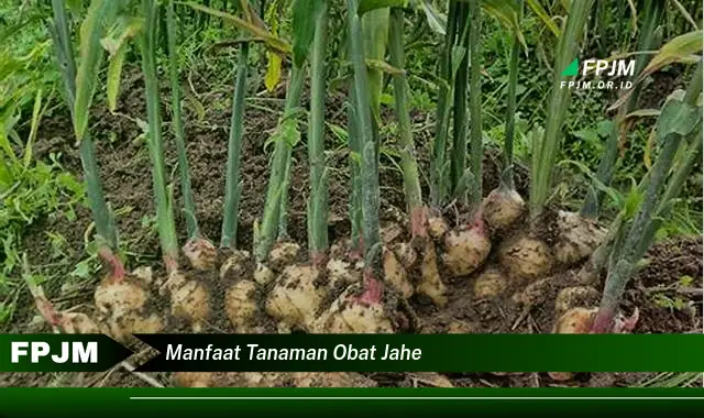 manfaat tanaman obat jahe
