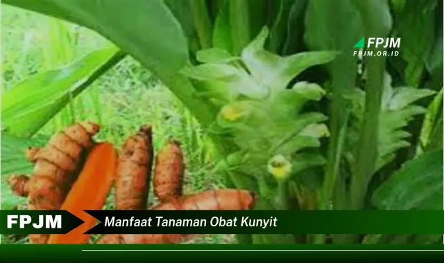 manfaat tanaman obat kunyit