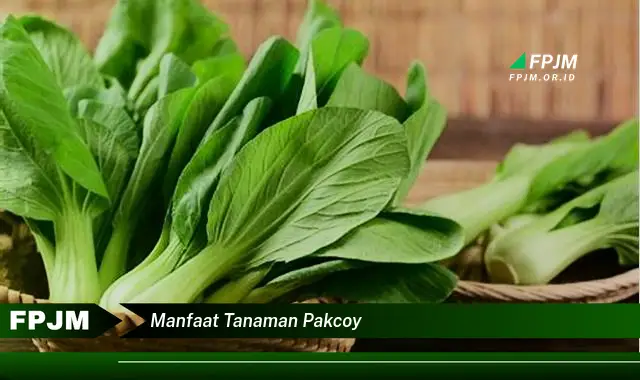 manfaat tanaman pakcoy