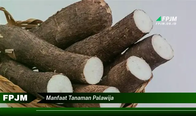 manfaat tanaman palawija