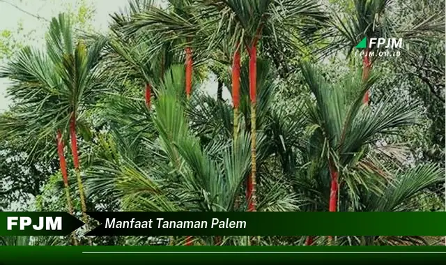 manfaat tanaman palem
