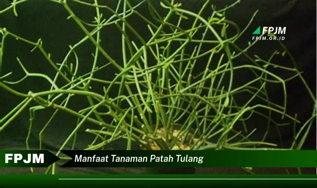 manfaat tanaman patah tulang
