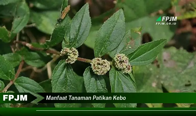 manfaat tanaman patikan kebo