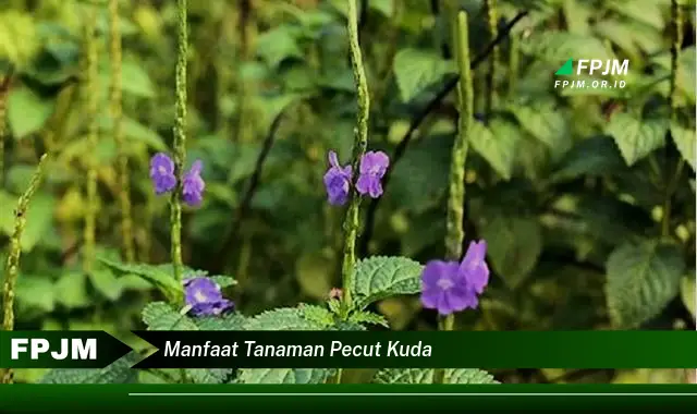 manfaat tanaman pecut kuda manfaat tanaman pecut kuda
