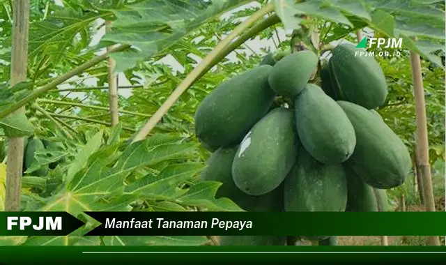 manfaat tanaman pepaya manfaat tanaman pepaya