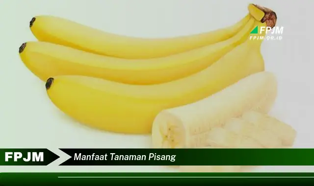 manfaat tanaman pisang