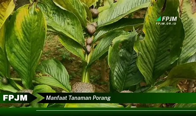 manfaat tanaman porang