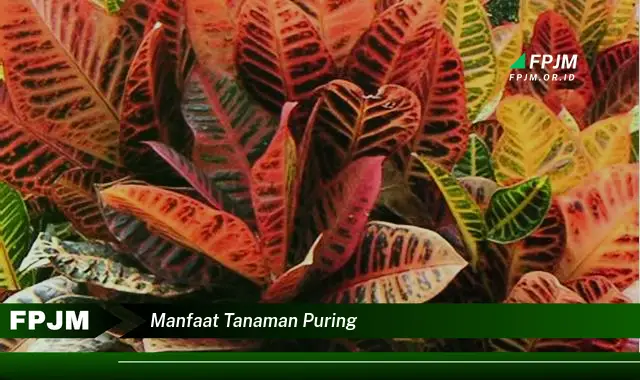 manfaat tanaman puring