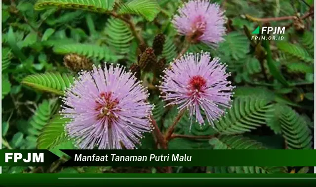 manfaat tanaman putri malu