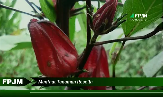 manfaat tanaman rosella