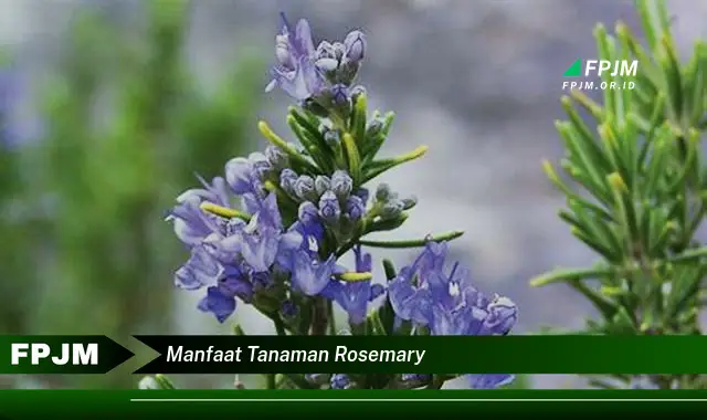 manfaat tanaman rosemary manfaat tanaman rosemary