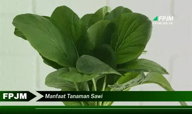 manfaat tanaman sawi