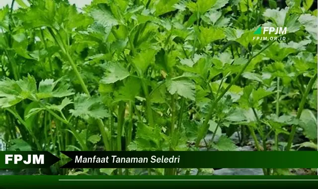 manfaat tanaman seledri manfaat tanaman seledri
