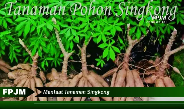 manfaat tanaman singkong