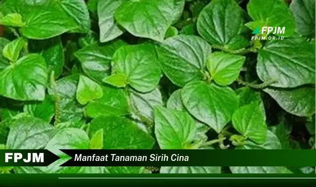 manfaat tanaman sirih cina