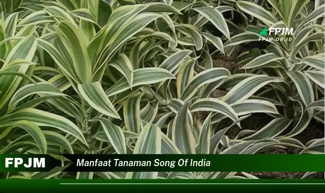 manfaat tanaman song of india