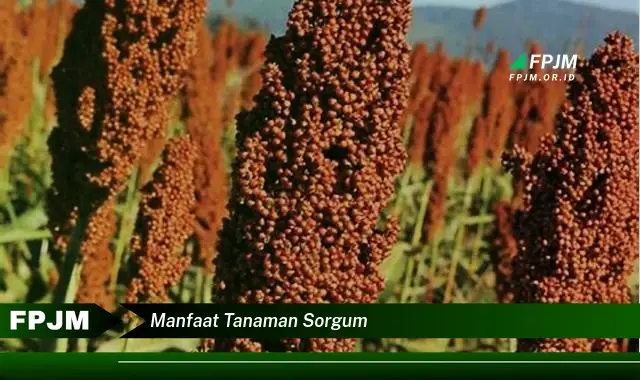 manfaat tanaman sorgum
