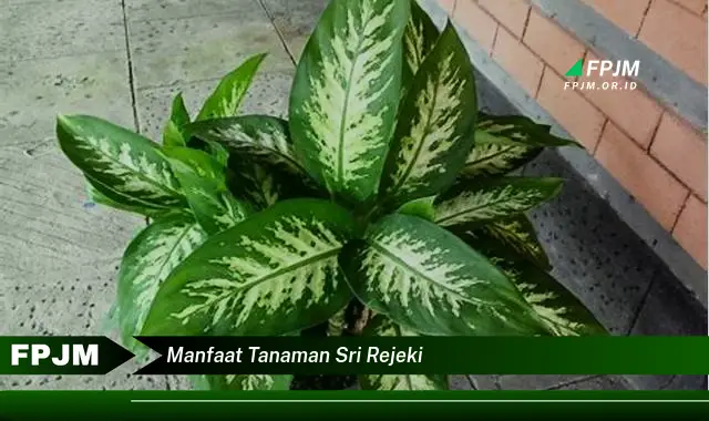 manfaat tanaman sri rejeki