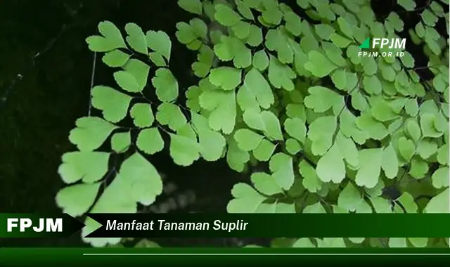 manfaat tanaman suplir