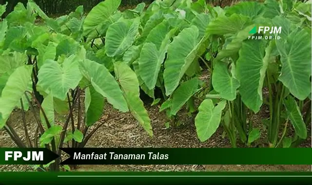 manfaat tanaman talas