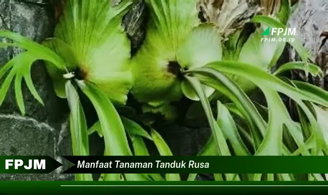 manfaat tanaman tanduk rusa