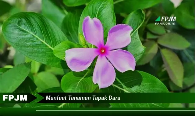 manfaat tanaman tapak dara