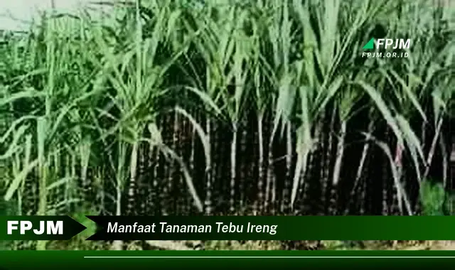 manfaat tanaman tebu ireng manfaat tanaman tebu ireng