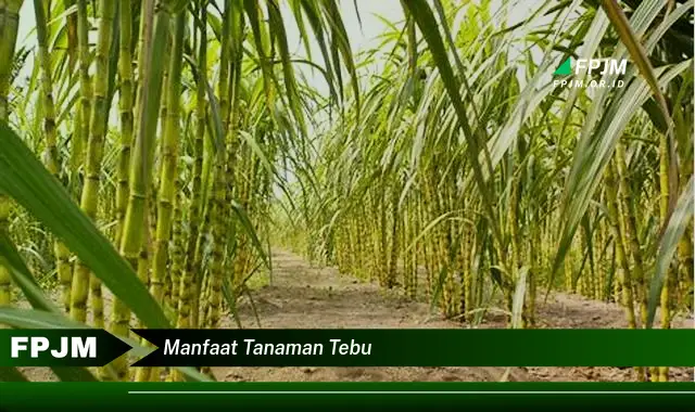 manfaat tanaman tebu