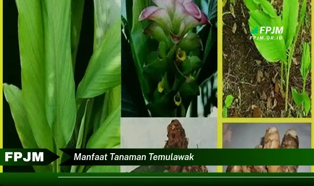 manfaat tanaman temulawak
