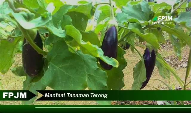 manfaat tanaman terong
