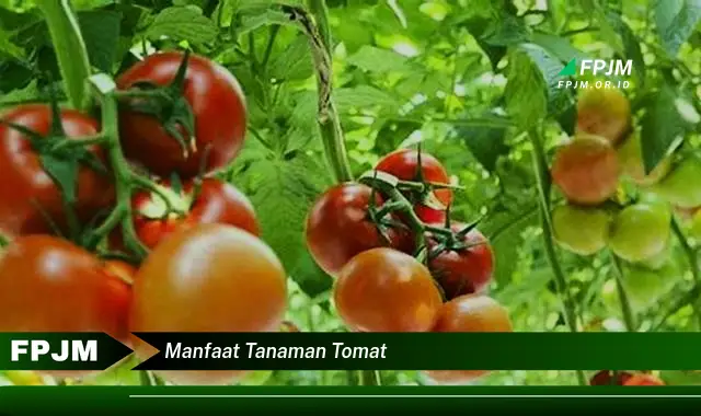 manfaat tanaman tomat