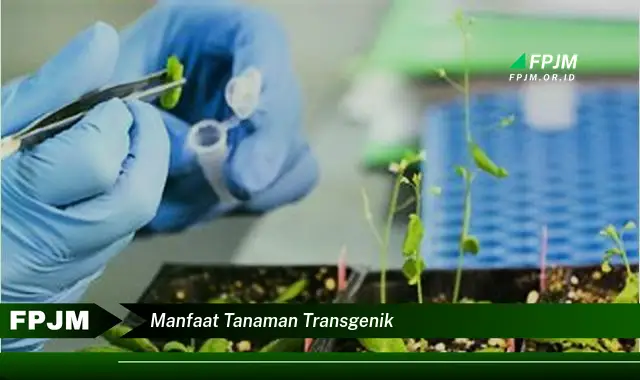 manfaat tanaman transgenik manfaat tanaman transgenik
