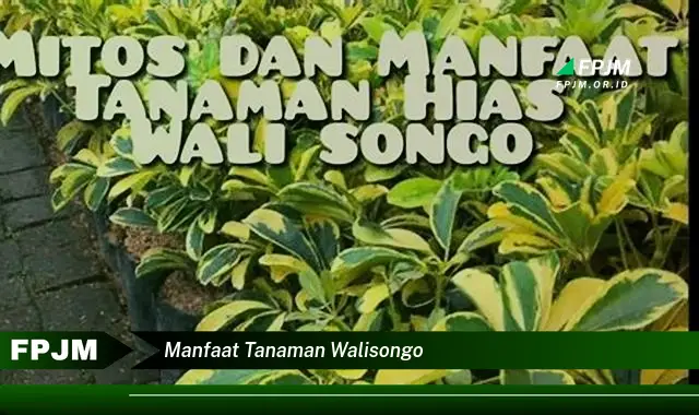manfaat tanaman walisongo