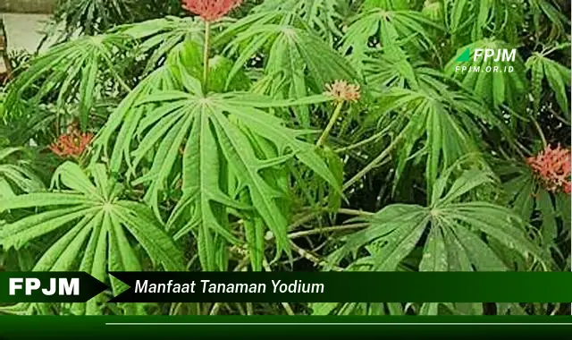 manfaat tanaman yodium manfaat tanaman yodium