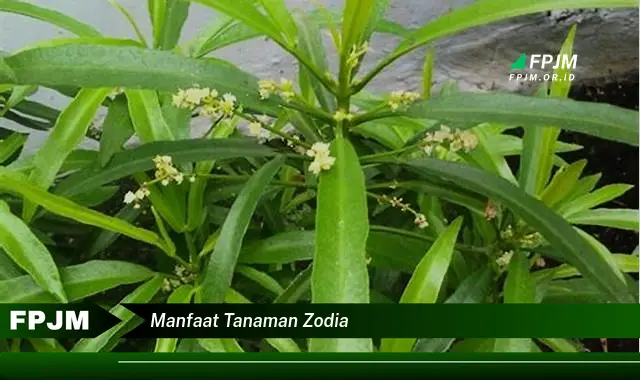 manfaat tanaman zodia