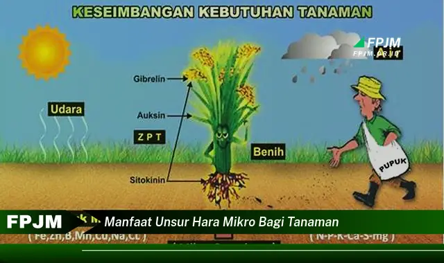 manfaat unsur hara mikro bagi tanaman manfaat unsur hara mikro bagi tanaman