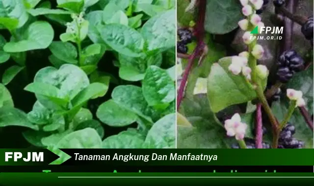 tanaman angkung dan manfaatnya