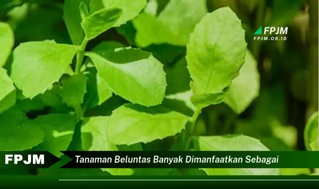 tanaman beluntas banyak dimanfaatkan sebagai