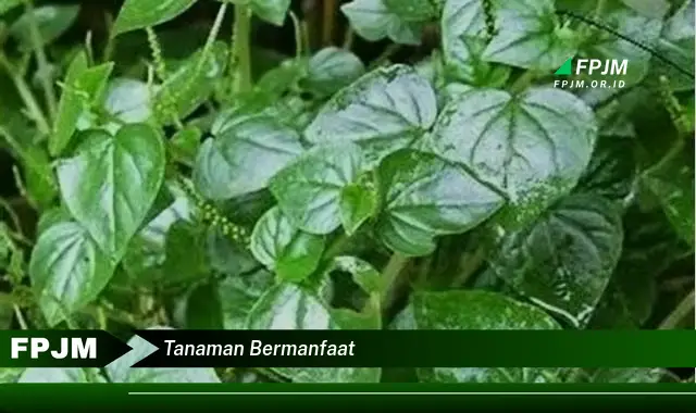tanaman bermanfaat tanaman bermanfaat