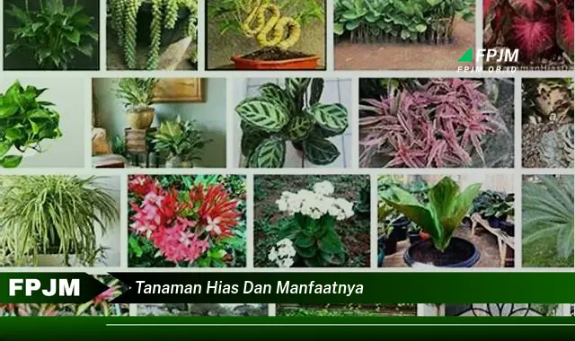 tanaman hias dan manfaatnya tanaman hias dan manfaatnya