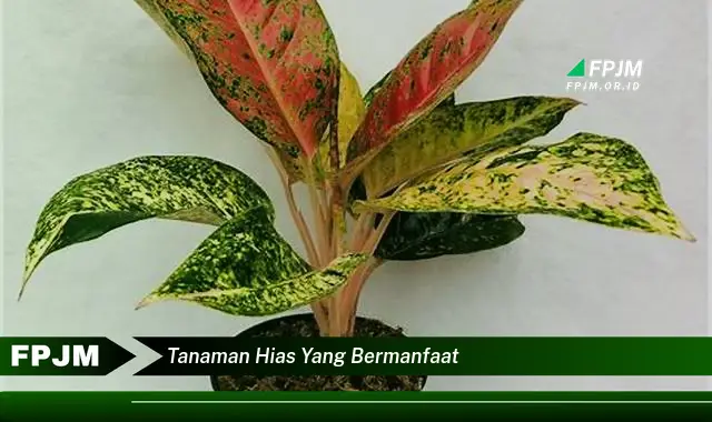 tanaman hias yang bermanfaat