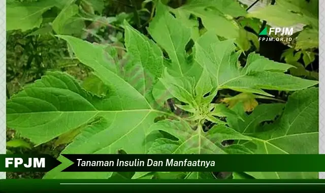 tanaman insulin dan manfaatnya