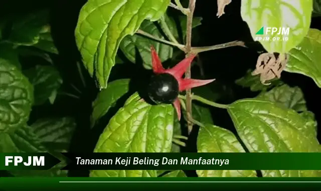 tanaman keji beling dan manfaatnya