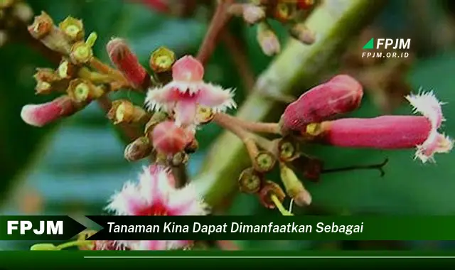 tanaman kina dapat dimanfaatkan sebagai