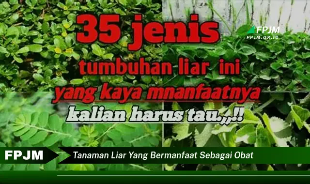 tanaman liar yang bermanfaat sebagai obat