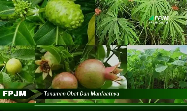 tanaman obat dan manfaatnya